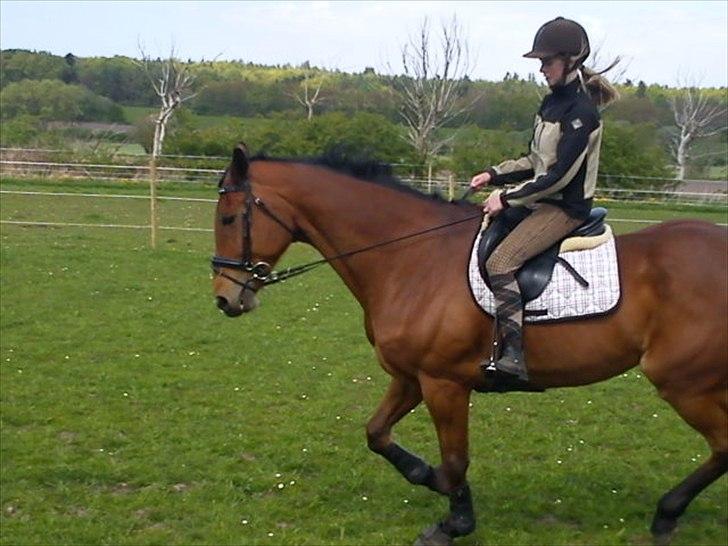 Hannoveraner Gavin billede 12