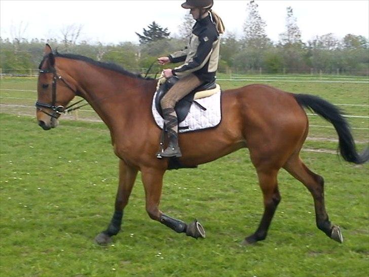 Hannoveraner Gavin billede 13