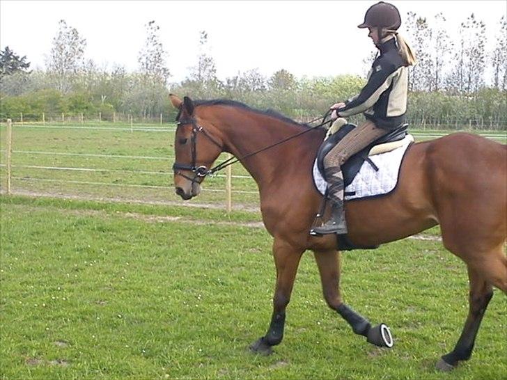 Hannoveraner Gavin billede 14