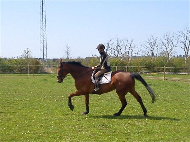 Hannoveraner Gavin billede 15