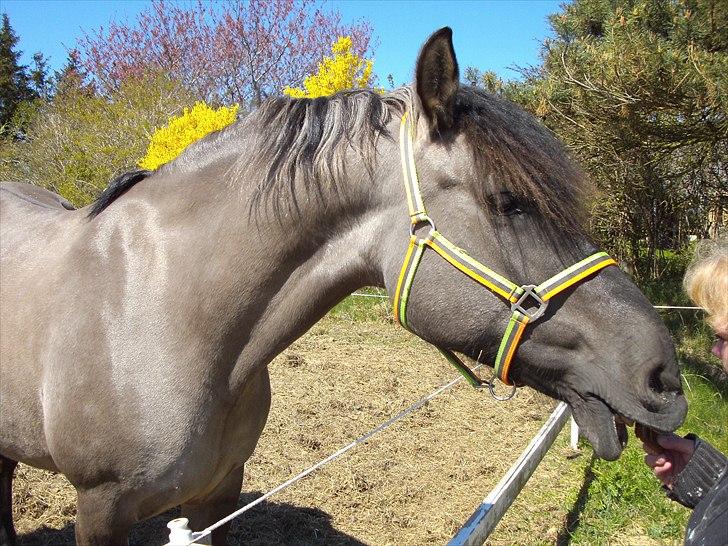 Anden særlig race Fiona  - har du noget til mig  billede 16