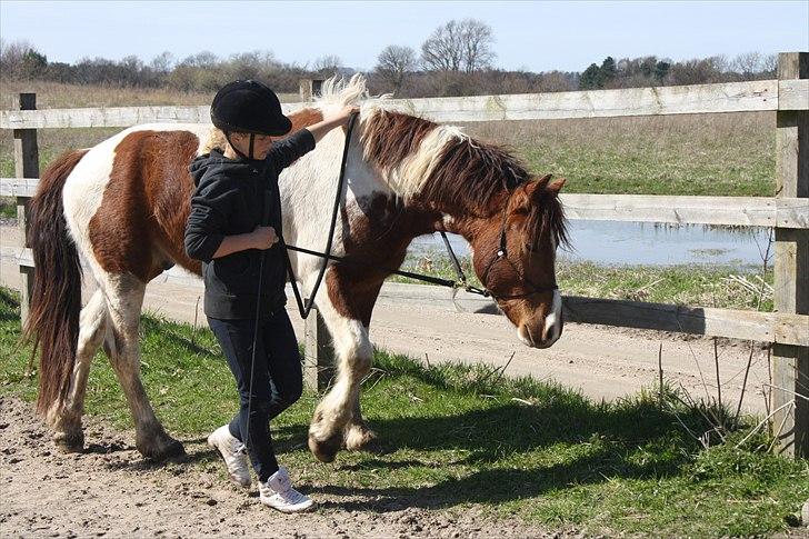 Welsh Partbred (Sec F) Blanding Alasho |My One| )´: - 9)I've fallen in love with you and I'll never let you go. I love you more than anyone, I just had to let you know. And if you ever wonder why, I don't know what I'll say, but I'll never stop loving you, each and every day. <3. Foto Wiberg- Photo. billede 9