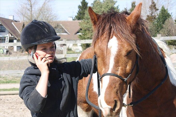 Welsh Partbred (Sec F) Blanding Alasho |My One| )´: - 10)It doesn't matter where or when or what we say or what we do, as long as it's just me and you. Foto Wiberg- Photo. billede 10