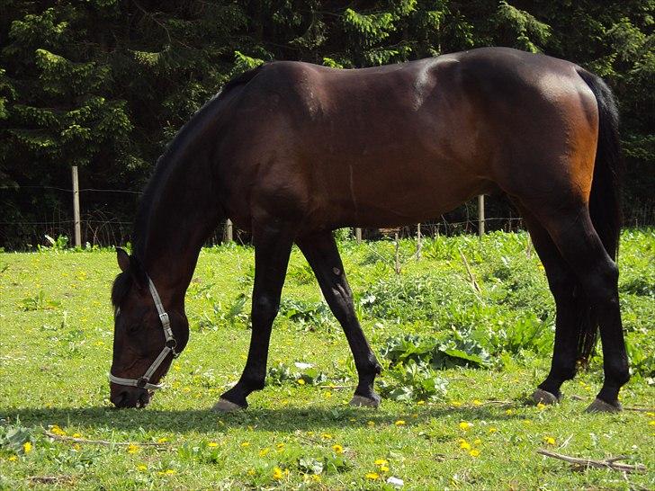 Traver Nikotin - 7) Foto:mig billede 7