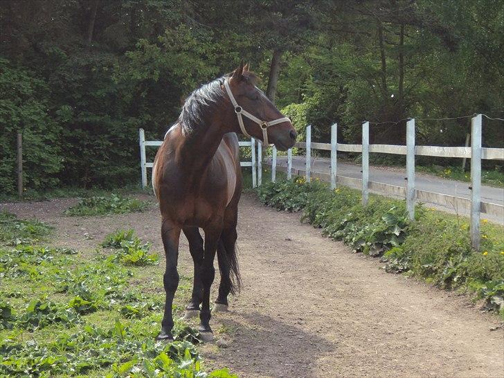 Traver Nikotin - 9) Foto:mig billede 9