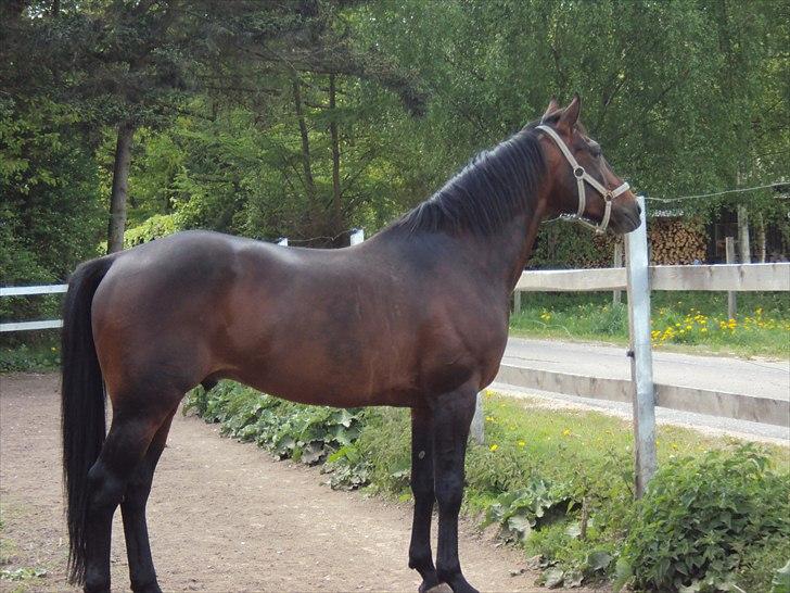 Traver Nikotin - 10) Foto:mig billede 10