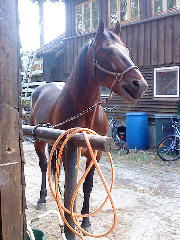 Traver Nikotin - 12) Foto:mig billede 12