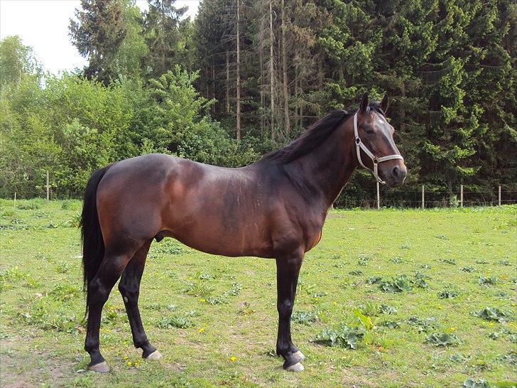 Traver Nikotin - 13) Foto:mig billede 13