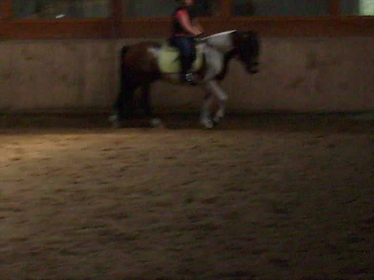 Pinto Herkules  - første gang i ridehallen  billede 2