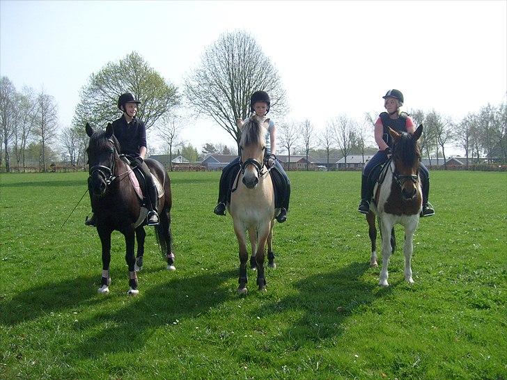 Pinto Herkules  - Ude sammen med tøserne<3 billede 3