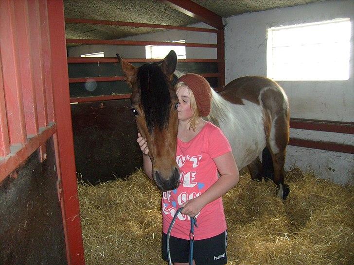 Pinto Herkules  - <3 billede 5