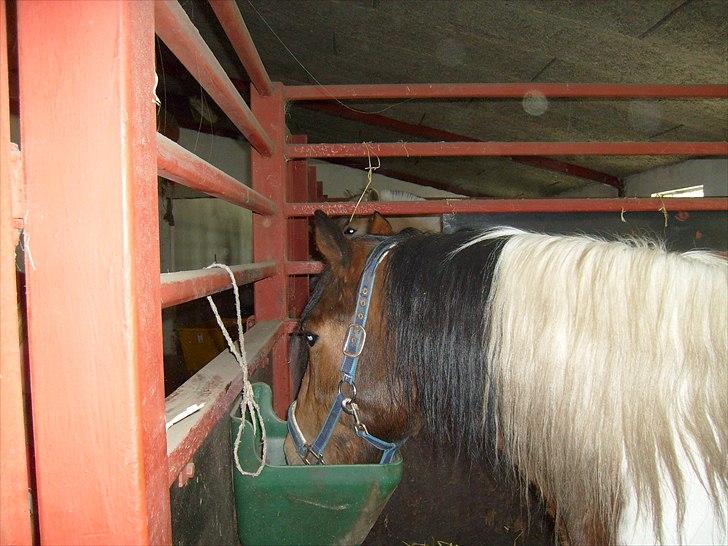 Pinto Herkules  - mad billede 6