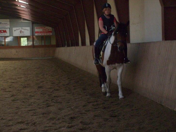 Pinto Herkules  - hehe billede 7