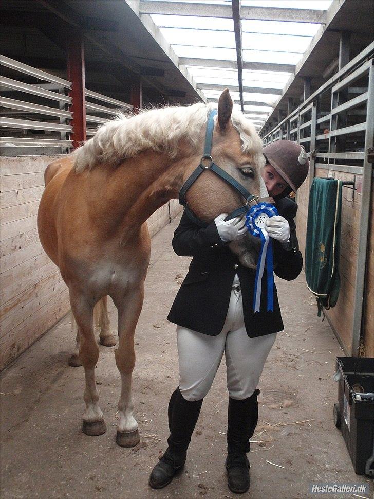 Tyroler Haflinger Aron II "BEBSEN" billede 16