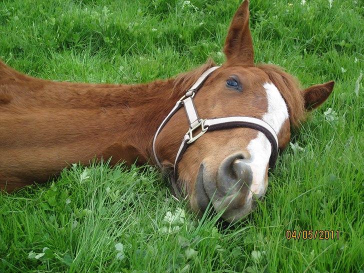 Anden særlig race Frigga - Bare lige 5 min. mere.. billede 1