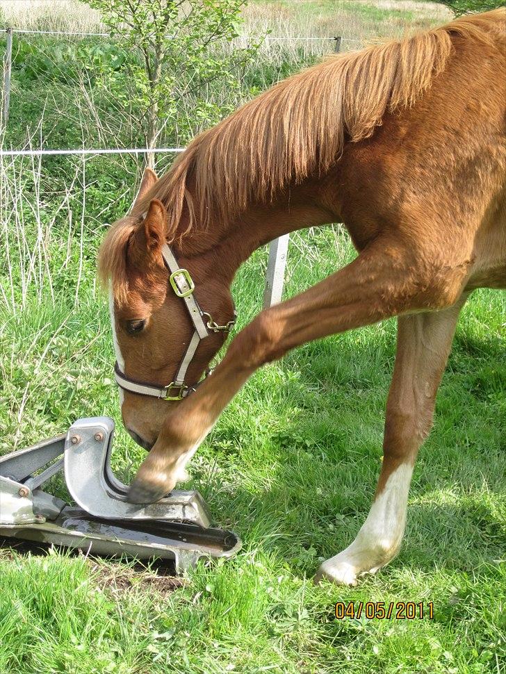 Anden særlig race Frigga - Kom så med det vand! billede 2