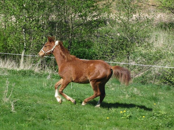 Anden særlig race Frigga billede 3