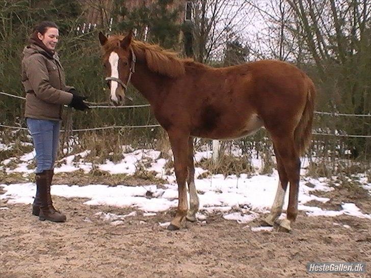 Anden særlig race Frigga - 1/4 billede 4