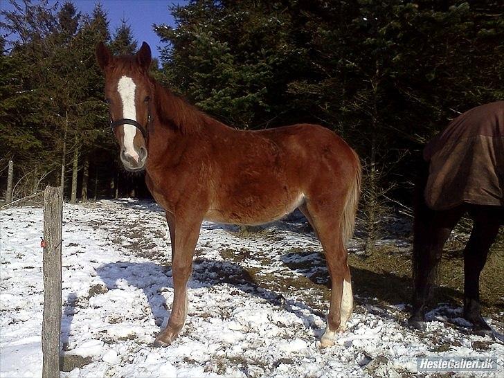 Anden særlig race Frigga - Første gang jeg så hende 1/3-2011 billede 5