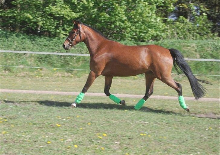 Anden særlig race Domino  - Foto: christine sønderup billede 12