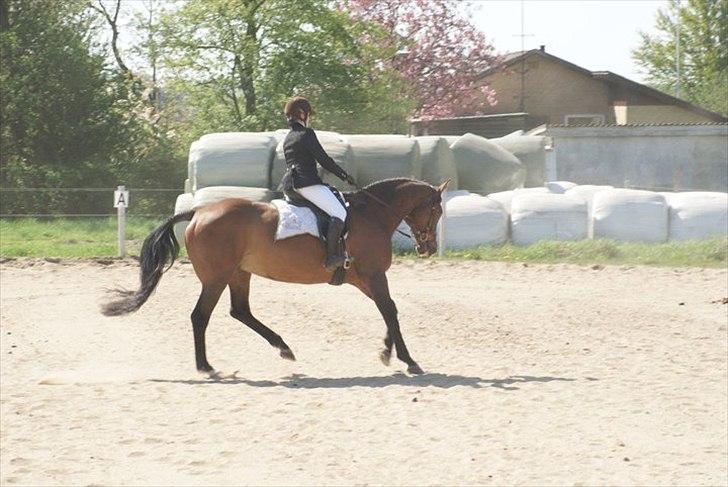 Dansk Varmblod Møllgårds Miss World Himmelhest - Stævne på RGR, Her rider vi LC1, vi vandt klassen :D billede 8