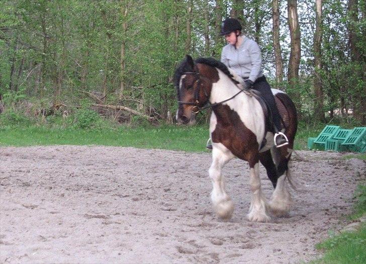 Irish Cob Troja billede 19