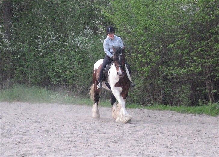 Irish Cob Troja billede 20