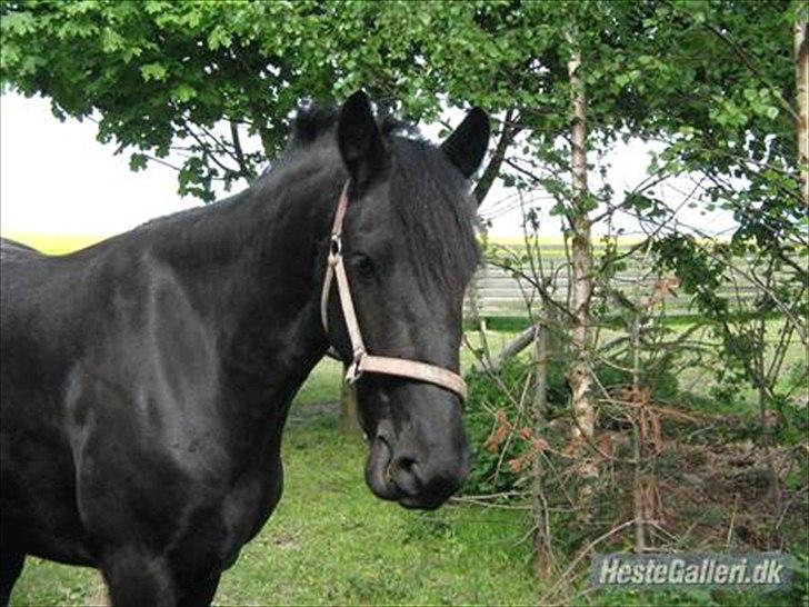 Frieser Mara (Tilred) - Savner dig Mara billede 13