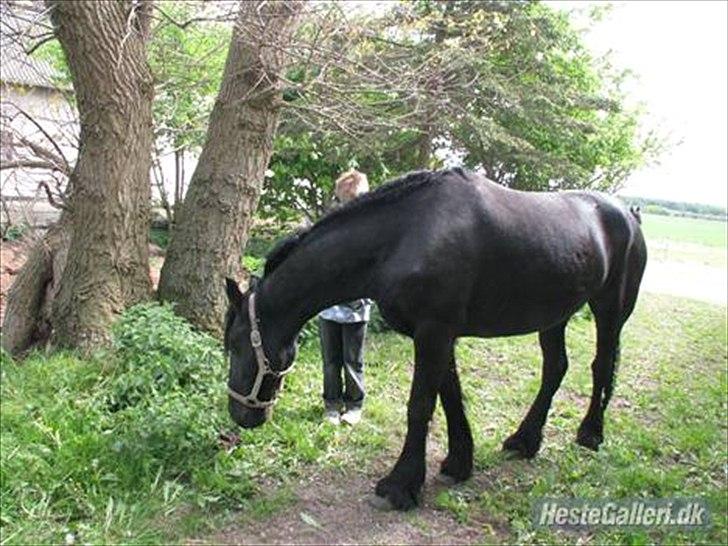 Frieser Mara (Tilred) billede 14