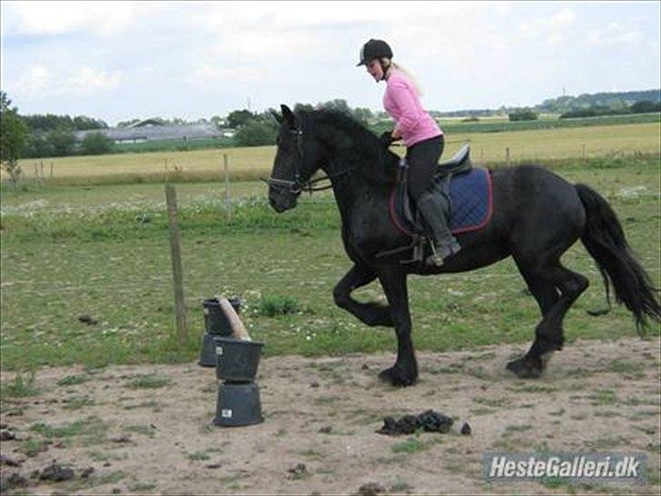 Frieser Mara (Tilred) - Aller første gang jeg spang på hende :) billede 18