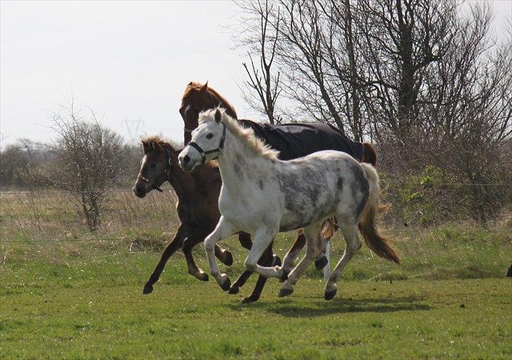 New Forest Nyskoven's Bellis, ridder - ©NB© billede 18