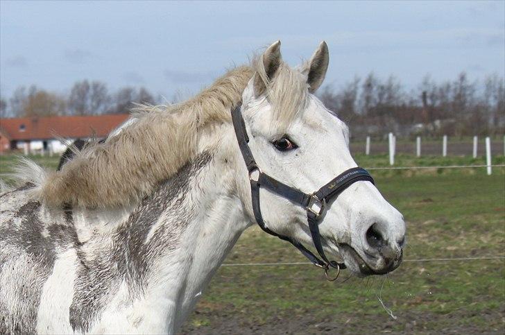 New Forest Nyskoven's Bellis, ridder - ©NB©  billede 17