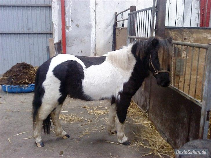 Anden særlig race Tornado billede 1