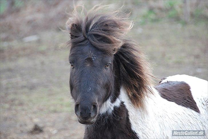 Anden særlig race Tornado billede 2