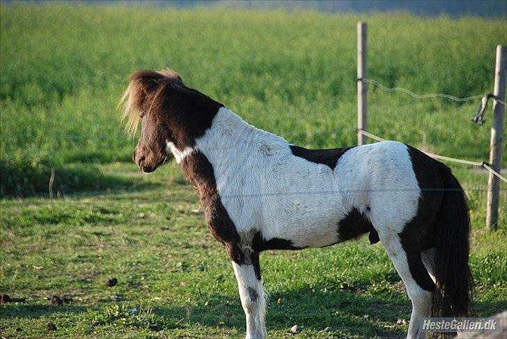 Anden særlig race Tornado billede 3