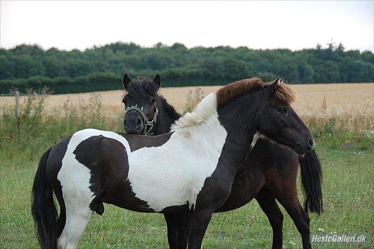 Anden særlig race Tornado billede 4