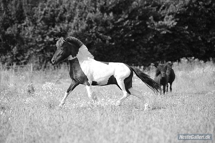Anden særlig race Tornado billede 5