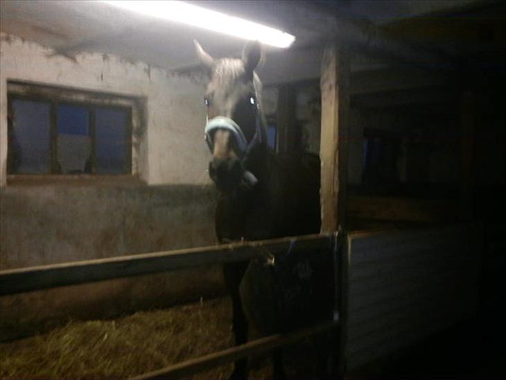 {{currentPhoto.altText}} billede {{currentPhoto.number}}