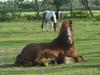 Irish Cob Rowan Van Hippolacta - Solgt [Himmelhest]
