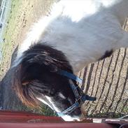 Anden særlig race Lotte<3