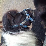 Anden særlig race Lotte<3