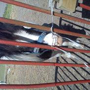 Anden særlig race Lotte<3