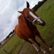 Hollandsk Sportspony Elegant's Max