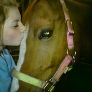 Hollandsk Sportspony Elegant's Max