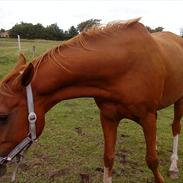 Hollandsk Sportspony Elegant's Max