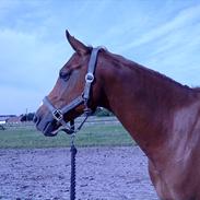 Hollandsk Sportspony Elegant's Max