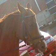 Hollandsk Sportspony Elegant's Max