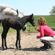 Holstener Dusty Devil