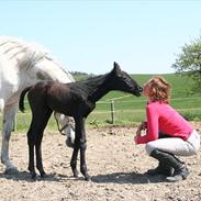 Holstener Dusty Devil