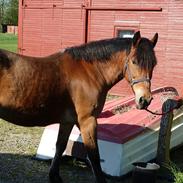 Anden særlig race Musse (: